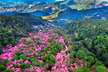 Aerial View Of Cherry Blossom Tree At Phu Chi Fa Mountains In Chiang Rai Province, Thailand.
