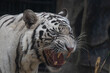 Close up Funny  sleepy White Tiger, this tiger is yawning