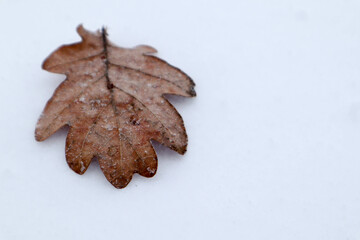 Wall Mural - brown dry oak leaf isolated on the white snow background close up macro view