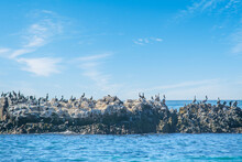 Cormorants And Pelicans On A Huge Rocks By Laguna Beach Shore