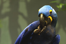 The Hyacinth Macaw (Anodorhynchus Hyacinthinus) Sitting On The Old Vertikal Branch.
