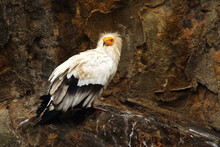 The Egyptian Vulture (Neophron Percnopterus) Sitting On The Old Brown Rocks.