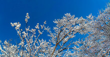 Crepe Myrtle Trees With Snowy Branches Against Blue Sky.