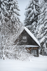 Winter nature of the Russian village. A house in the forest and Christmas trees covered with snow.