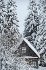 Winter nature of the Russian village. A house in the forest and Christmas trees covered with snow.