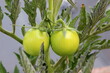 grüne Tomaten Pflanze
