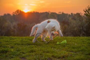 Wall Mural - Samoyed puppy plays with his rope in the green dog meadow. The white fur shines in the orange sunlight. In the background the orange sky with the setting sun.