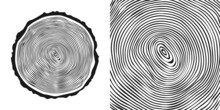 Round Tree Trunk Cut, Sawn Pine Or Oak Slice. Saw Cut Timber, Wood. Wooden Texture With Tree Rings. Hand Drawn Sketch. Vector Illustration