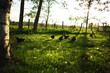 Heritage chickens on a small farm in rural Ontario, Canada. Farming and agriculture in North America.