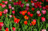 Fototapeta Tulipany - colored tulips growing in a flower bed
