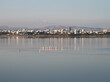 panorama with many flamingos in larnaka salt lake and skyline in background, cyprus