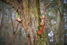 Two Fox Squirrel (Sciurus Vulgaris) Sitting On Branch