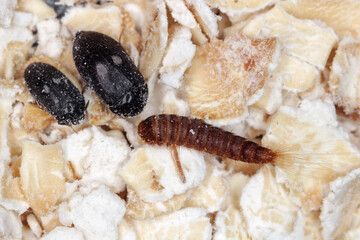 Wall Mural - Female, male and larva of Attagenus pellio the fur beetle or carpet beetle from the family Dermestidae a skin beetles.  On oat flakes.