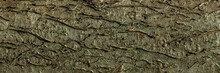 Panorama Pattern Of Hazelnut Tree Bark. Wood Bark Texture