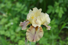 Beautiful Large Head Of Iris. Banner Beautiful Iris Flower Grow In The Garden. Nature Concept For Design.  Peach Iris Germanica. Close-up Of A Peach Flower Iris On Blurred Green Natural Background.  