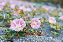 Close-up Of Pink Flowers Growing On Gray Sand. Two Flowers, Real Natural Beauty