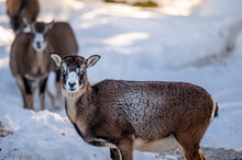 Sheep In The Snow. European Mouflon Of Corsica. Female Ovis Aries Musimon.