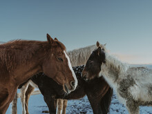 Horses In Winter