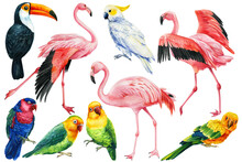 Set Of Tropical Birds Parrots, Cockatoo, Flamingo And Toucan On A White Background, Watercolor Illustration