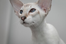 Beautiful Oriental Blue-point Cat With Blue Eyes, Big Ears And A Mustache On A Blurred Background. Close-up.