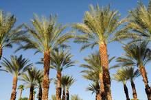 Palm Springs Desert Springs Resort Palm Trees. California Palm Trees In The Heart Of The Coachella Valley