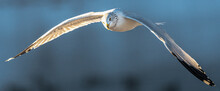 Ring-billed Gull (Larus Delawarensis) In Flight