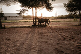 Fototapeta  - Na koniu - on horse