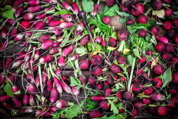 Wall Mural - Woman harvests radish from her garden