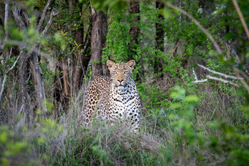 Poster - Portrait of leopard in Sabi Sand