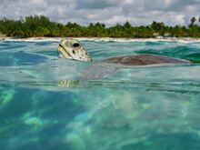 Sea Turtle In The Sea Poking Its Head