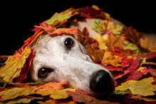 Greyhound Dog In Autumn Leaves With Black Background