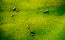 African Elephants In Green Grass