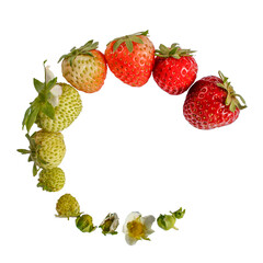 Strawberry growth isolated on white, strawberry life cycle, plant growth stages