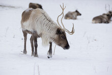  Boreal Woodland Caribou (Rangifer Tarandus Caribou) In Winter