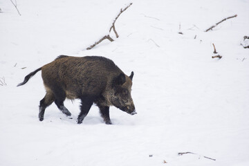 Sticker - wild boar in Canadian winter