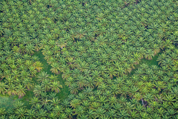 Wall Mural - Banana Plantation Quepos Costa Rica