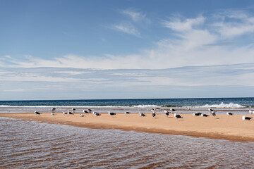 Wall Mural - flock of seagulls on a sandbar 