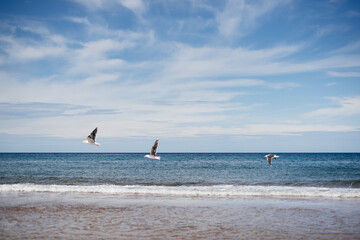 Wall Mural - seagulls on the beach