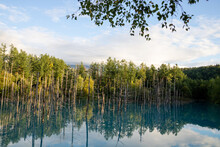 緑の森に囲まれた青い池　美瑛町
