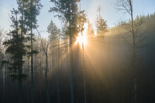 Aerial View Of Amazing Scenery With Light Beams Shining Through Foggy Dark Forest With Pine Trees At Autumn Sunrise. Beautiful Wild Woodland At Dawn