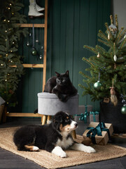 Wall Mural - puppy and black cat playing by Christmas tree. Australian Shepherd dog, pets In holiday Decorations