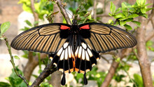 Butterfly On Flower(Great Mormon,Papilio Memnon Agenor Linnaeus)