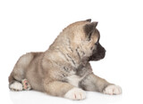 Fototapeta Koty - American akita puppy lies and looks away on empty space. Isolated on white background