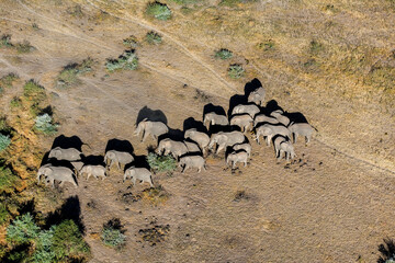 Poster - Elephant Herd Migrating Across Maasai Amboseli Park Game Reserve Kenya
