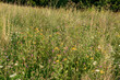 Naturalna łąka kwietna w blasku wschodzącego słońca. Kwitnące chabry, wrotyczne, dzika marchew. Naturalna łąka kwietna zamieszkiwana przez wiele gatunków owadów.