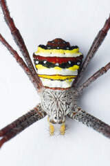 Signature spider, Argiope anasuja in white background, Satara, Maharashtra, India