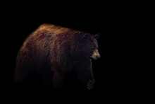 Black Bear With A Black Background