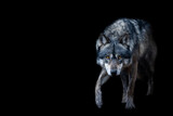 Fototapeta Sawanna - Grey wolf with a black background