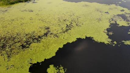 Wall Mural - River with shore and green vegetation.Top view.