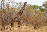 Fototapeta Sawanna - Giraffe female is standing with crossed legs.